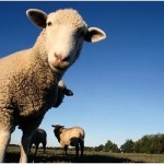 Символом наступившего года является овца. Фото: yarcube.ru