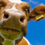 В Сосьве перепишут весь скот: идет сплошной обход хозяйств