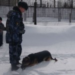 Сосьвинским школьникам показали, как "работаю" служебные собаки. Все фото: пресс-служба ГУФСИН России по Свердловской области.