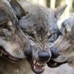 В гаринской Пуксинке волки напали на собаку